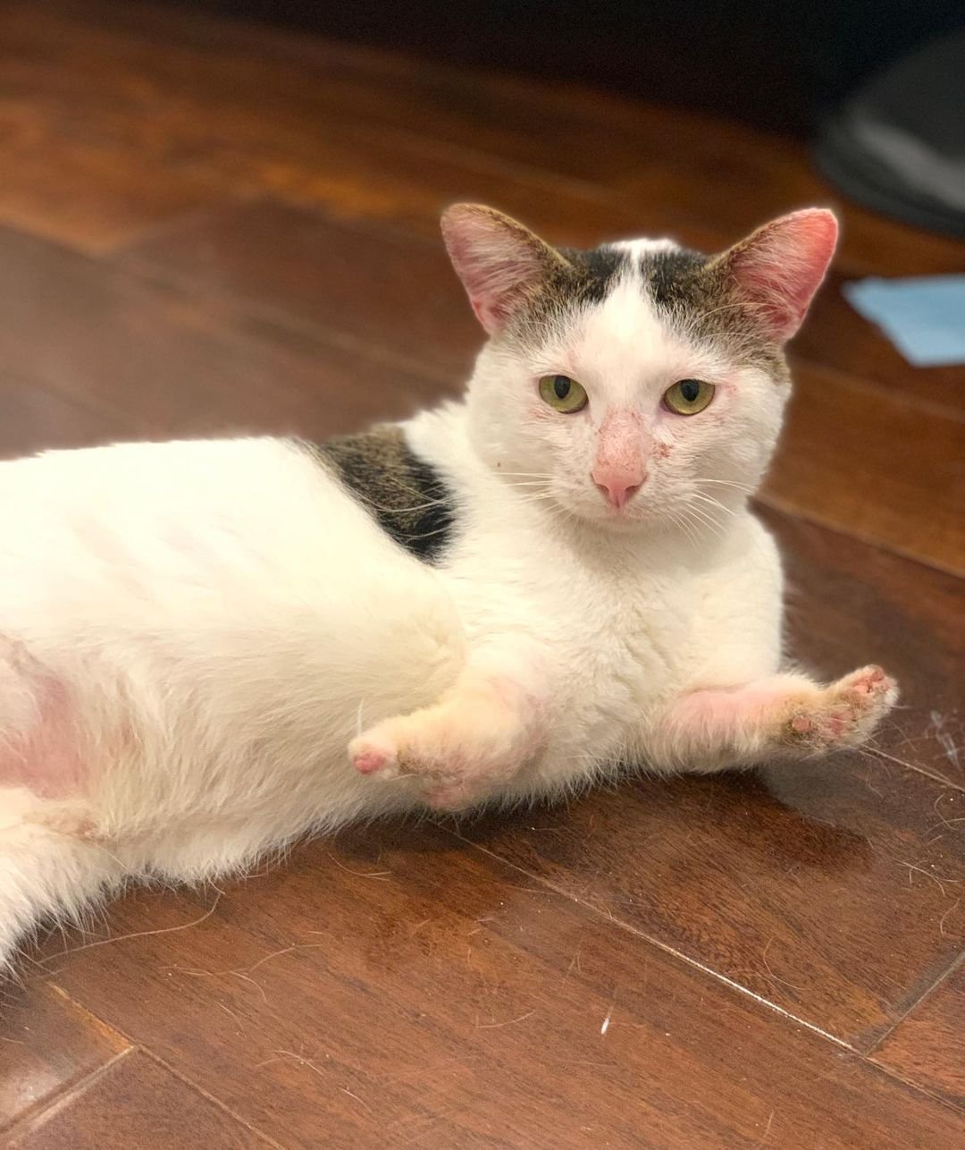 Adorable gato con patas rechonchas