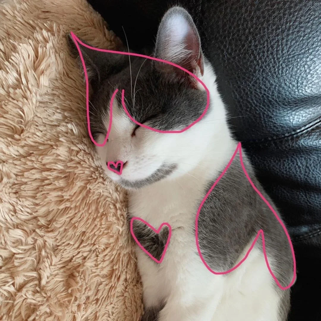 Este gatito esta cubierto de corazones