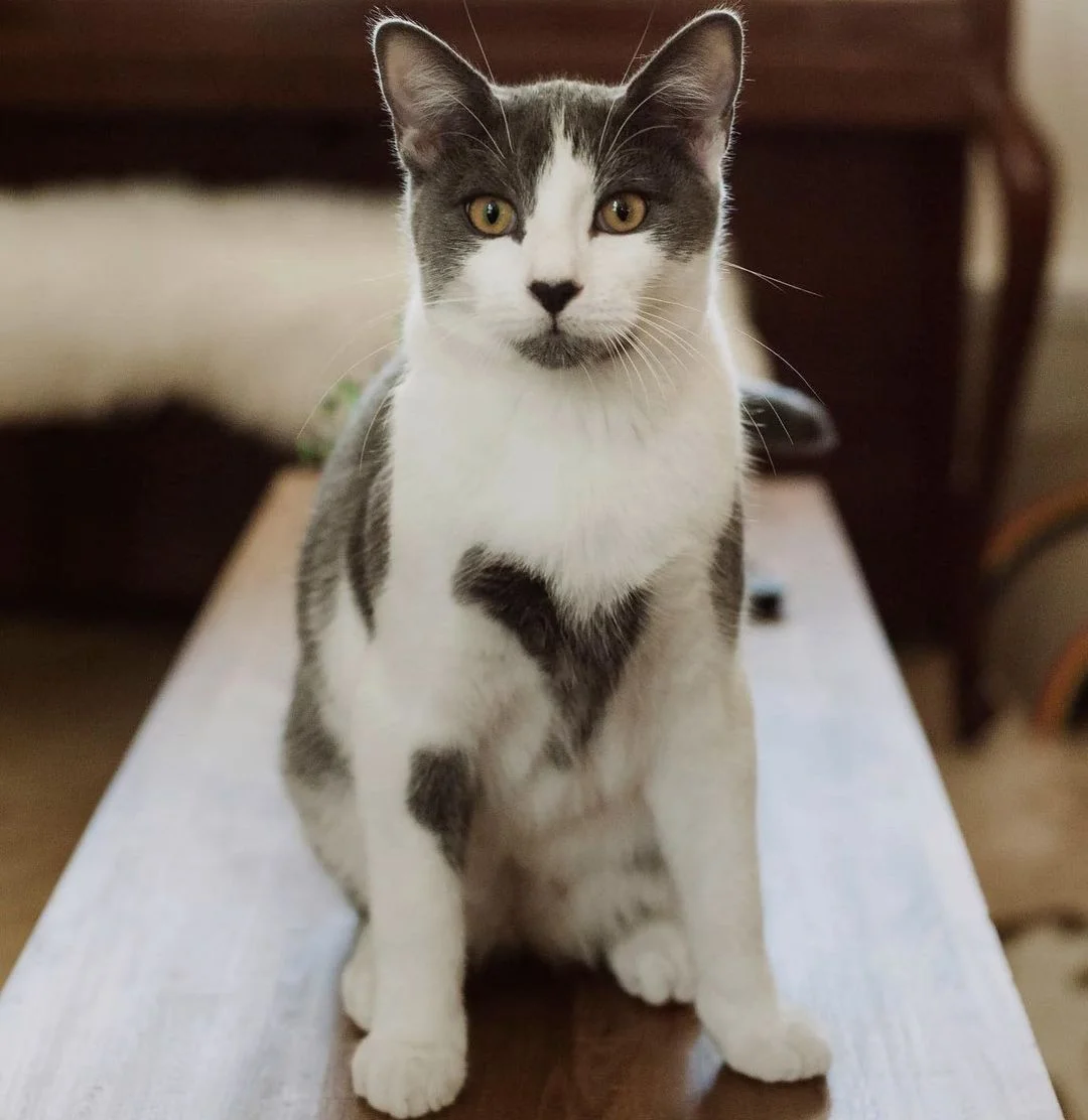Gatito adoptado