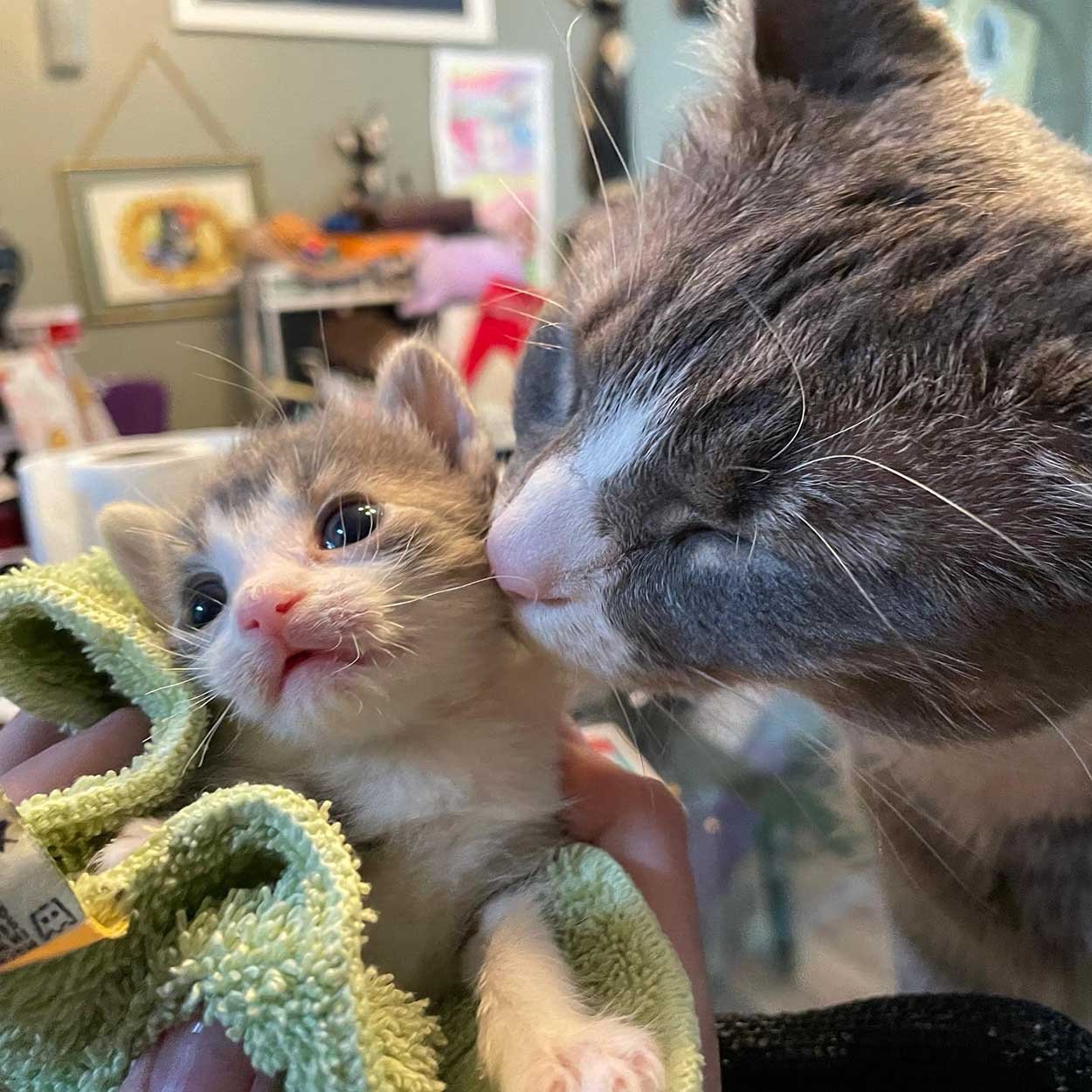 Gatito bebé y gato mayor