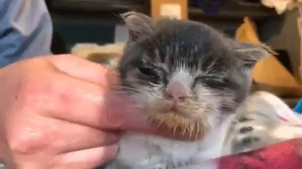 Gatito con rara condicion encuentra hogar