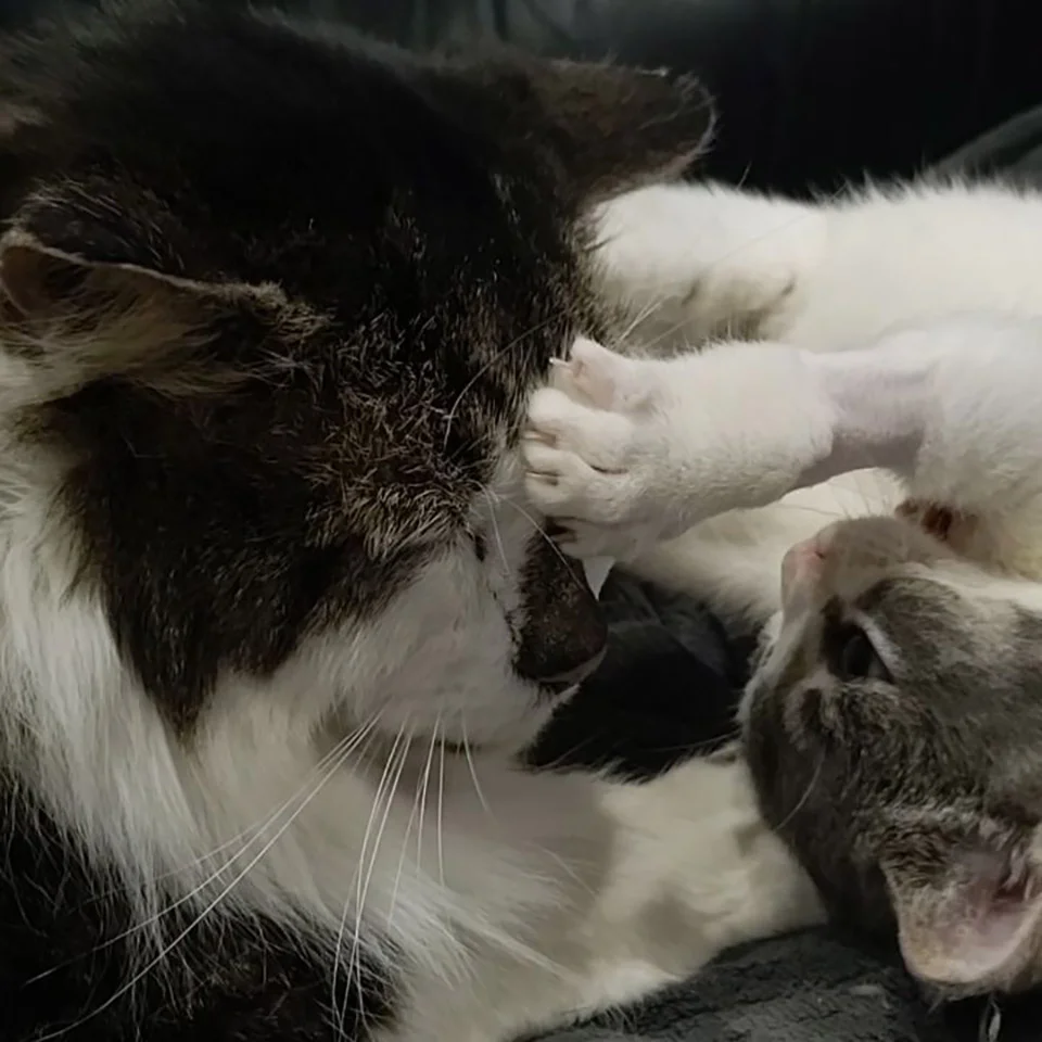 Gatito con rara condicion y su amigo
