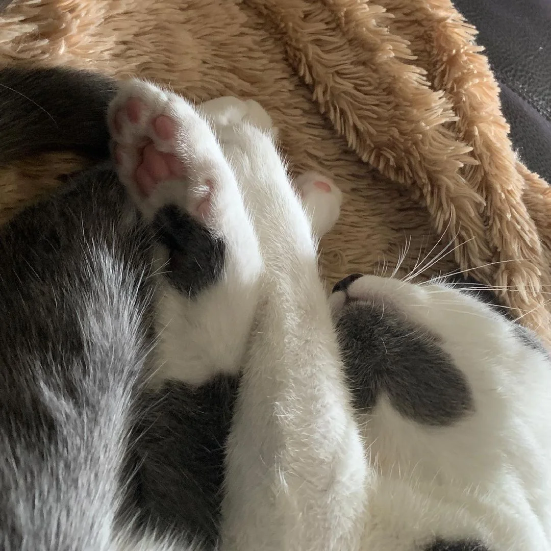 Gatito cubierto de corazones