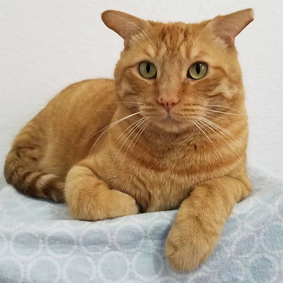 Gatito eligió casa adecuada