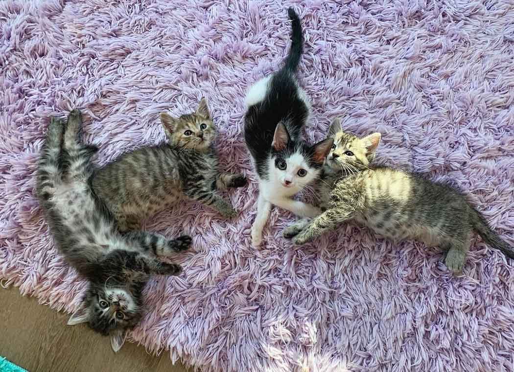 Gatitos rescatados se hicieron amigos de gatito solitario