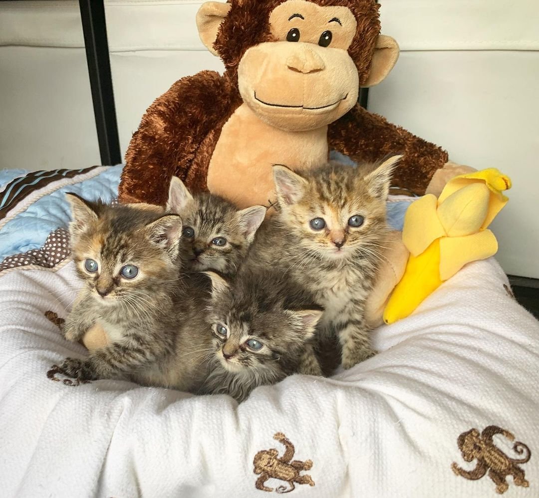Gatitos rescatados se hicieron amigos de gatito