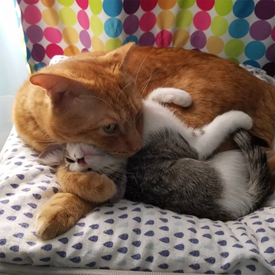 Gato cuida gatitos