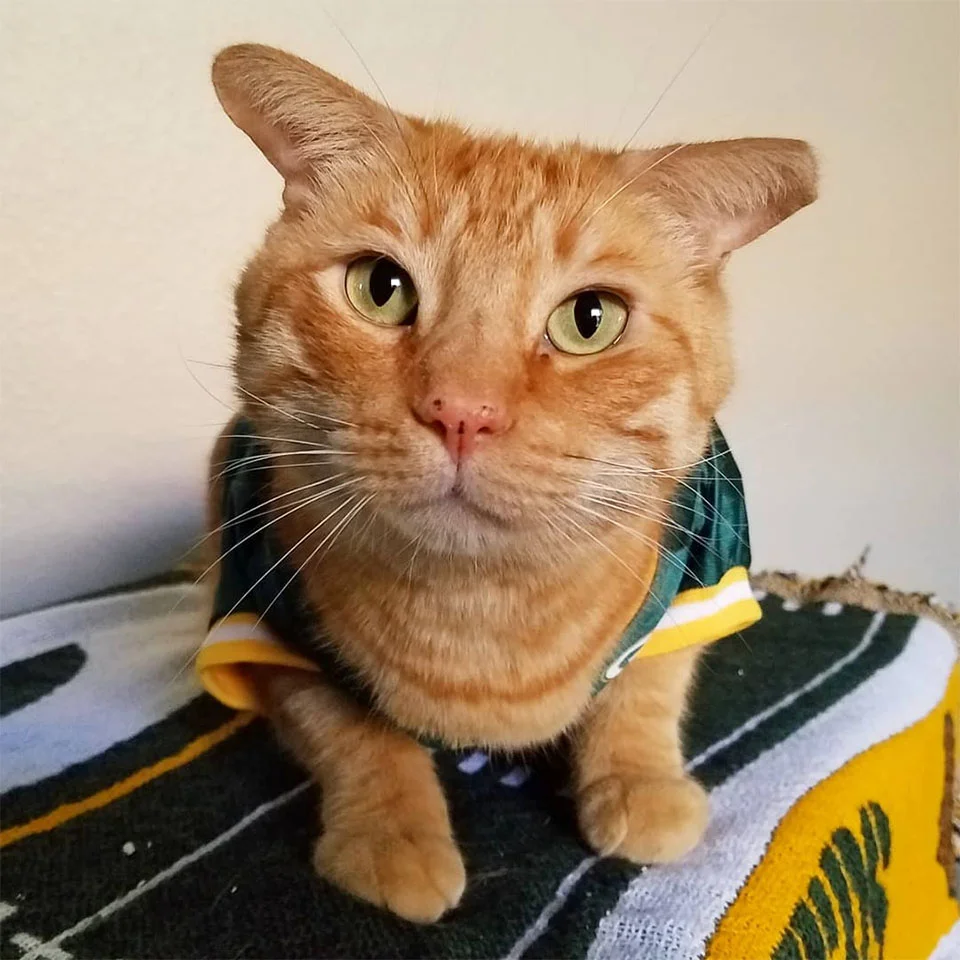 Gato eligió casa perfecta