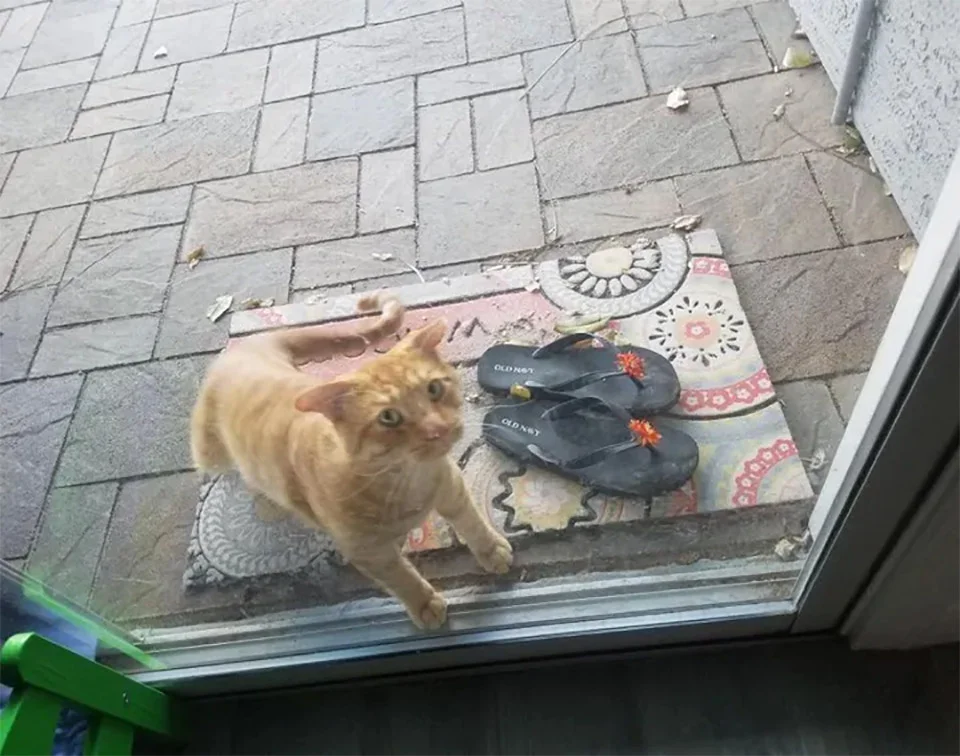 Gato eligió casa