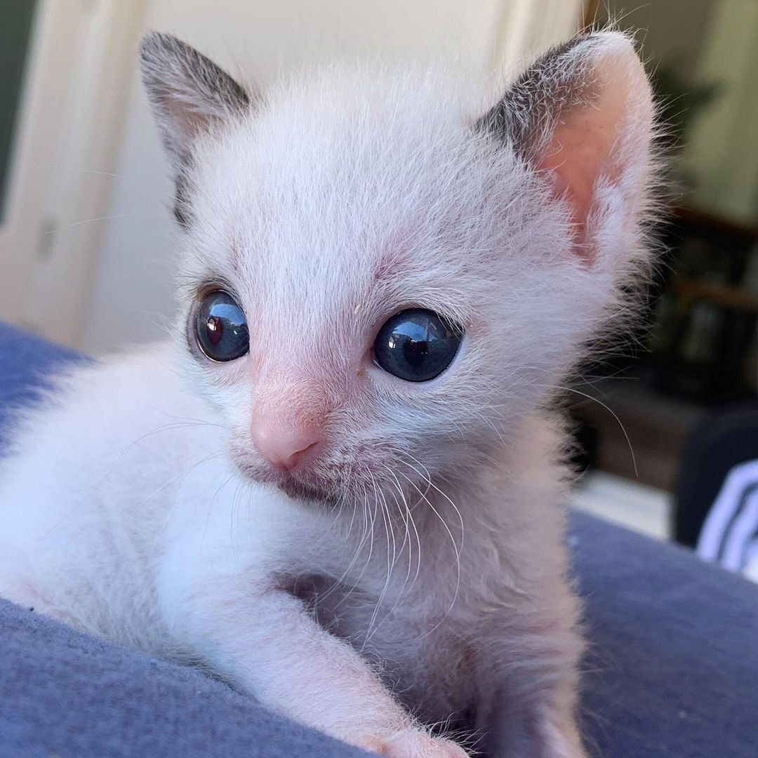 Hermoso gatito bebé