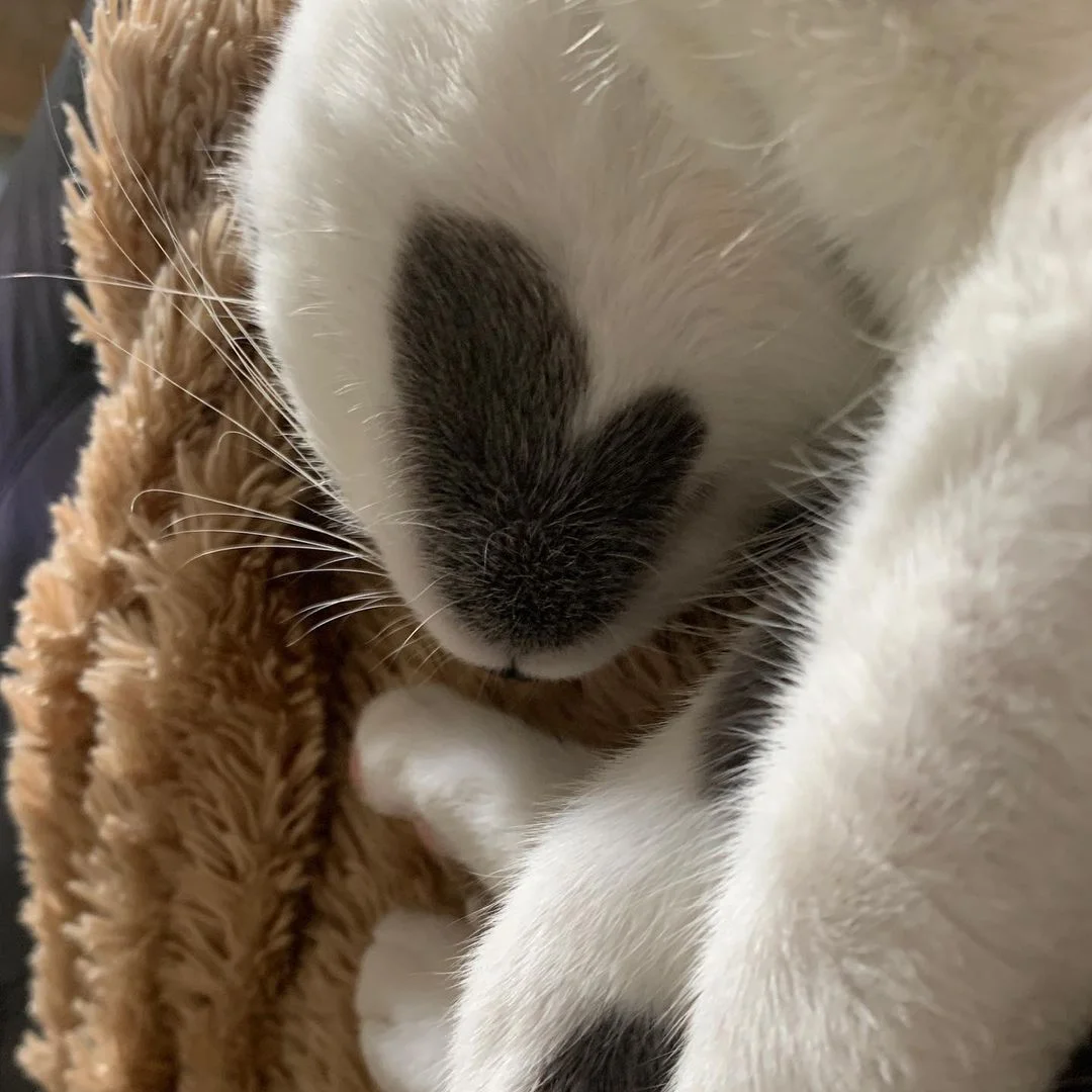Hermoso gatito