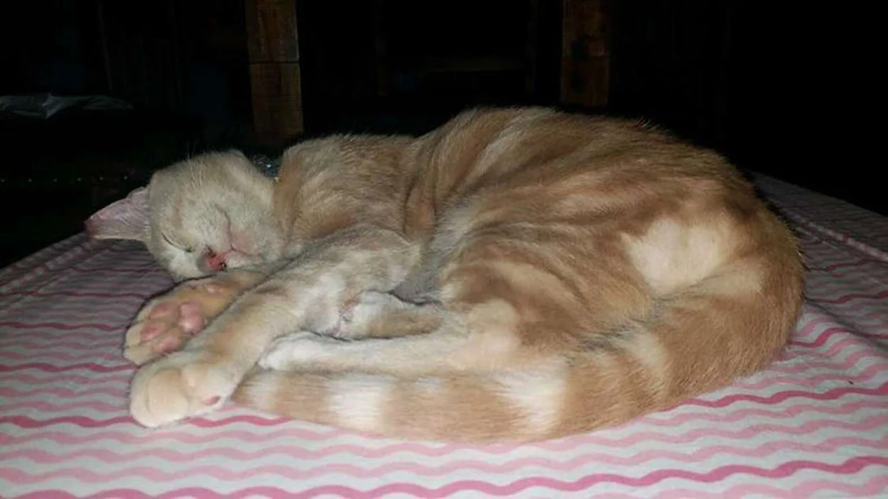 Hermoso gato naranja