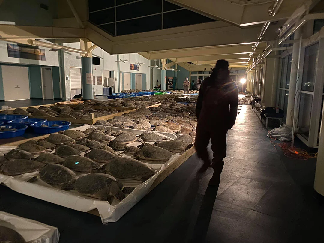 Miles de tortugas rescatadas