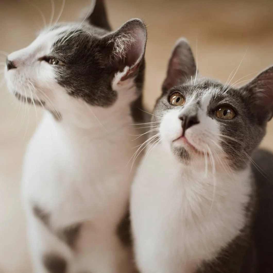 Mujer adopta gatitos