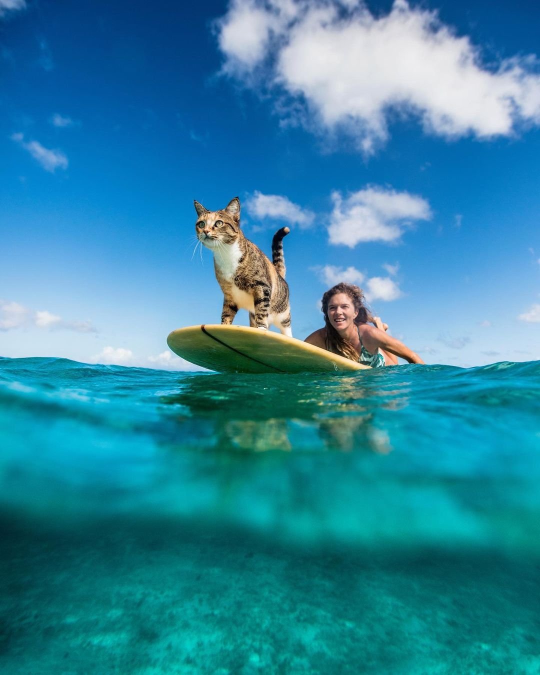 Mujer navega por todo el mundo con su gato rescatado