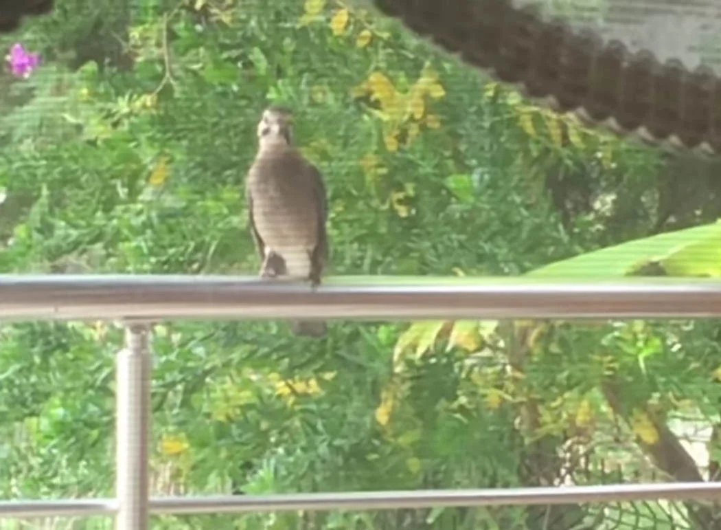 Pájaro aprende a maullar