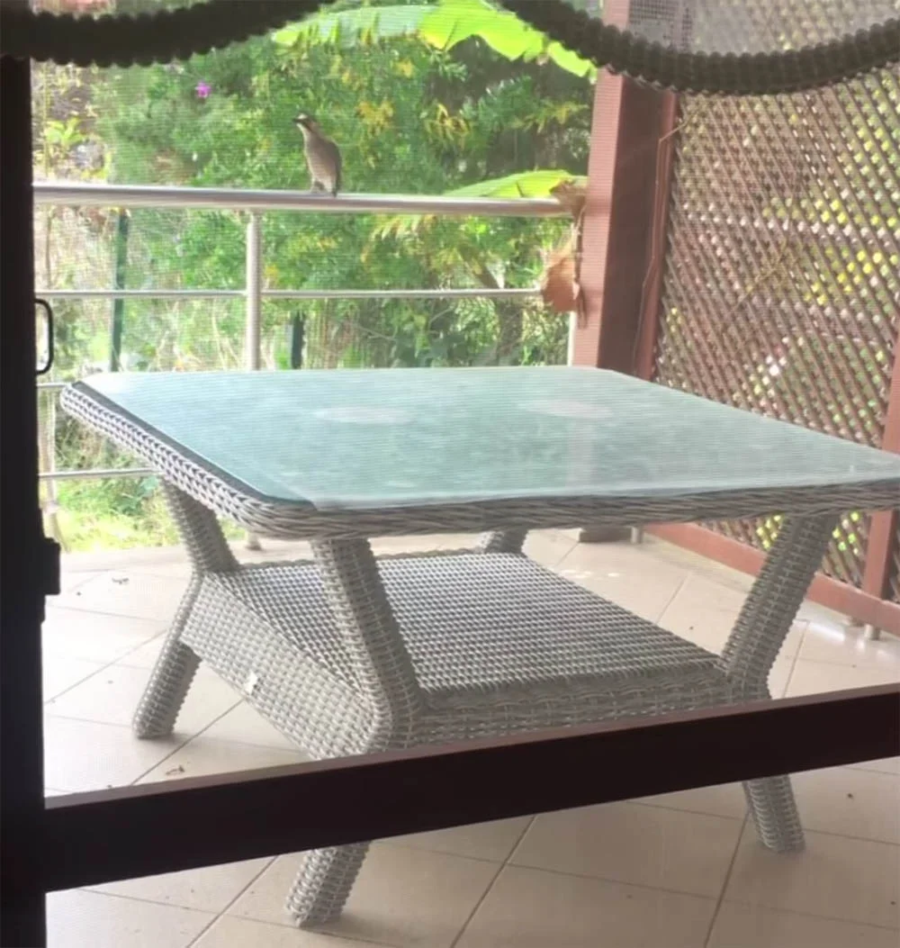 Pájaro en el patio