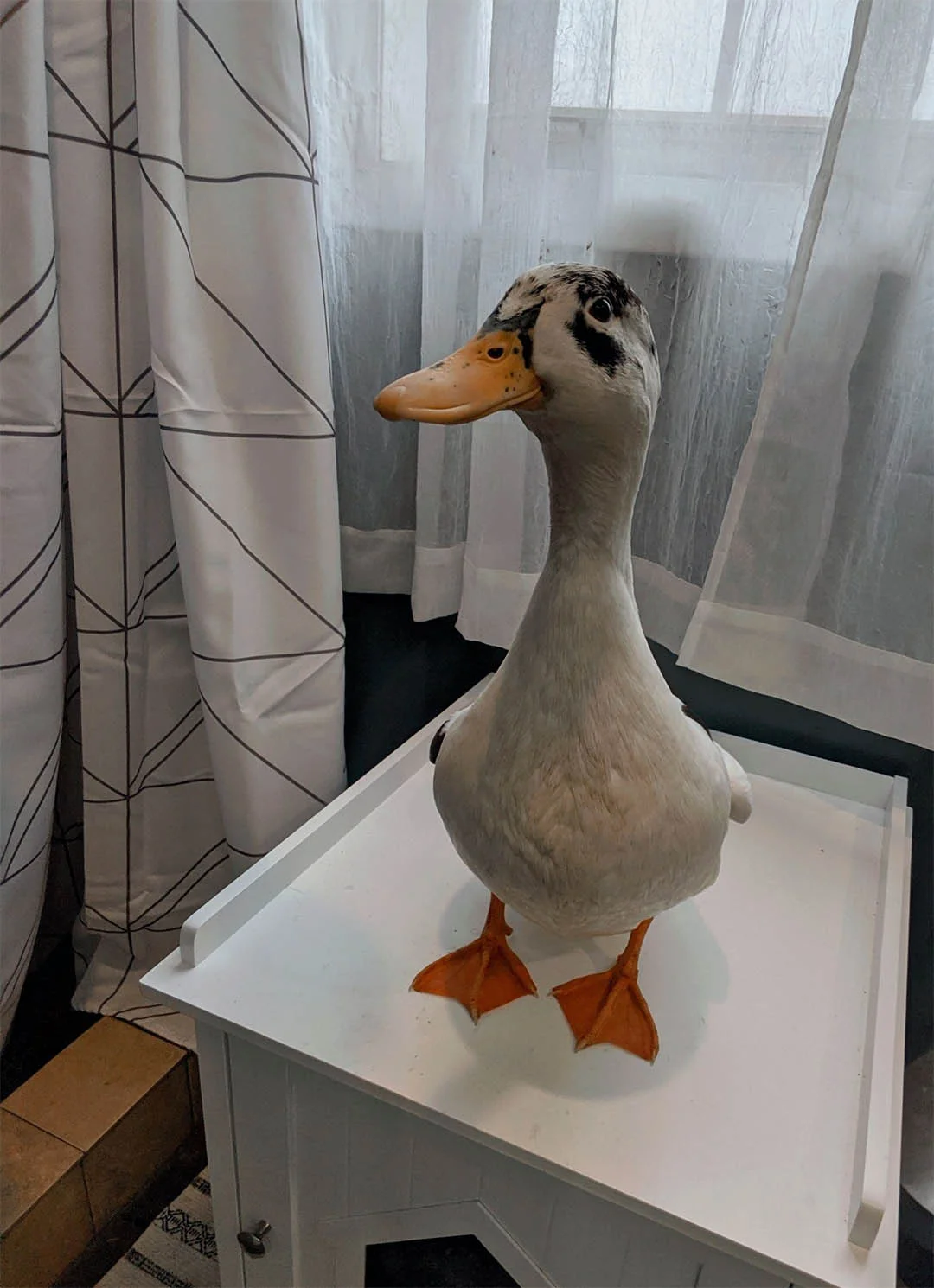 Pato protegido ola frío Pato protegido ola frío