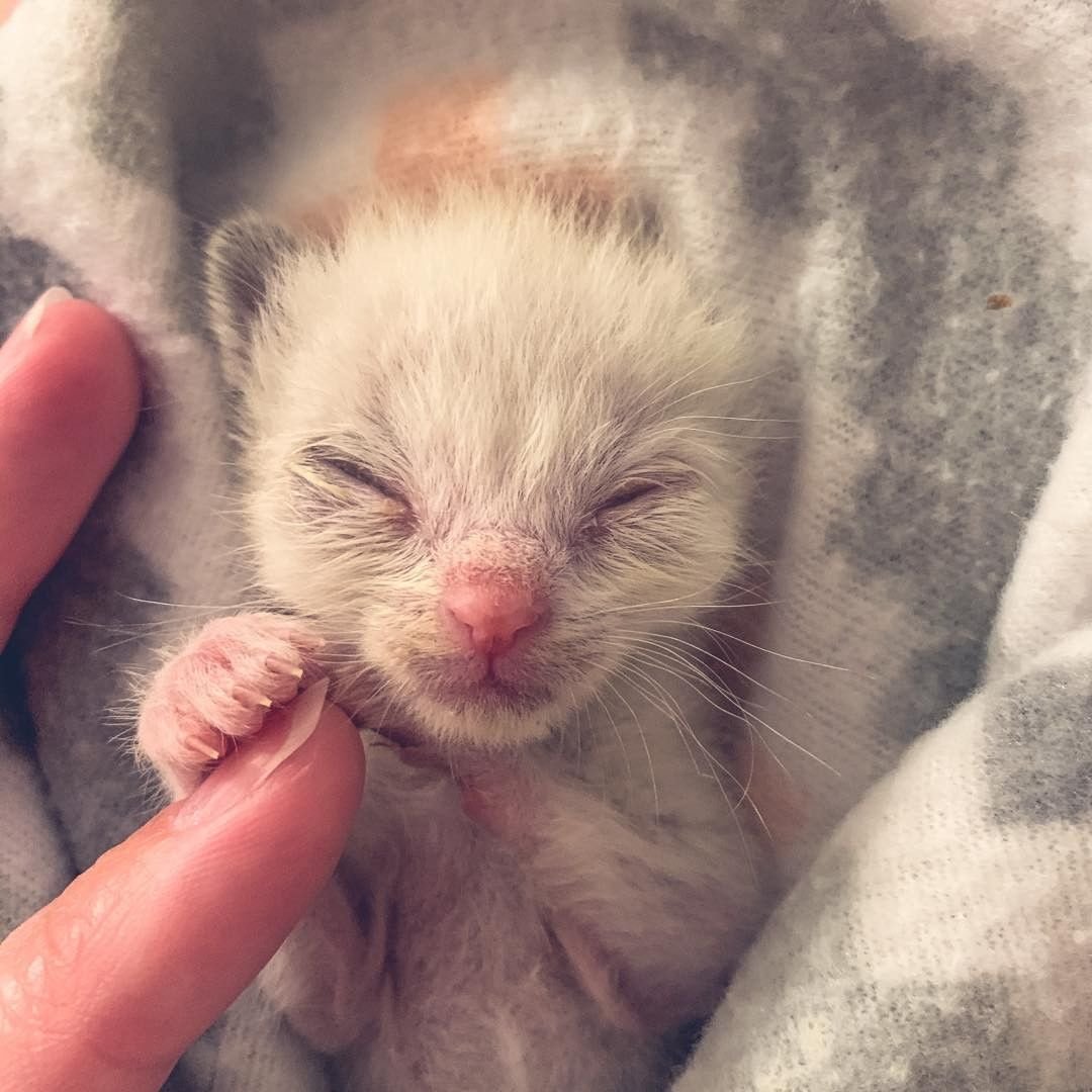 Pequeño gatito con ojos grandes