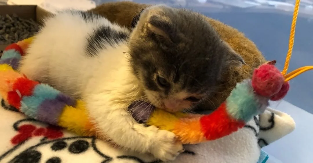 Pequeño gatito con rara condición