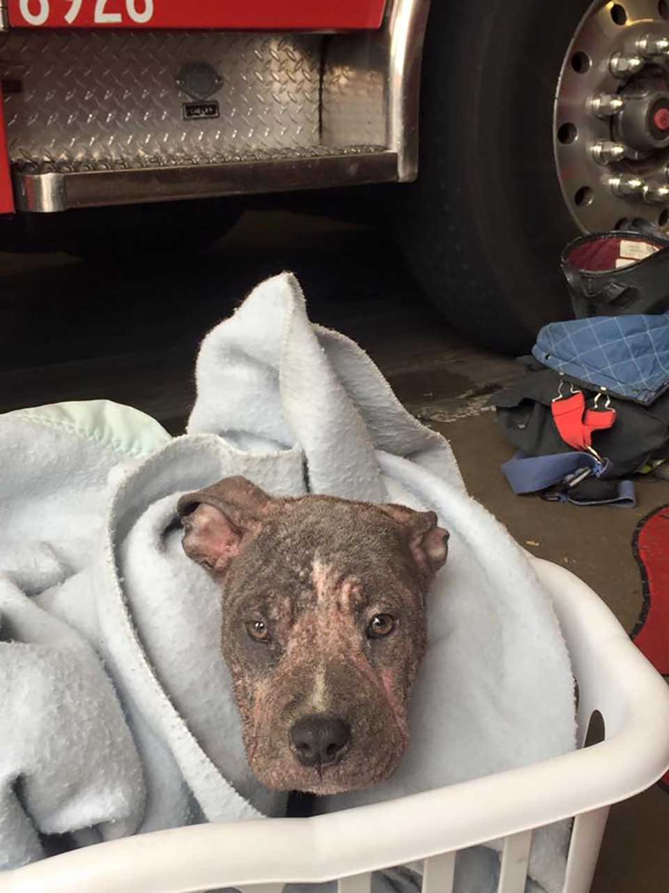 Pequeño pitbull encuentra la felicidad