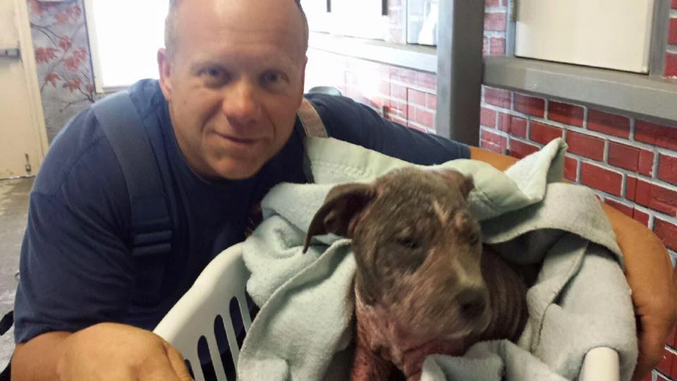 Pequeño pitbull rescatado