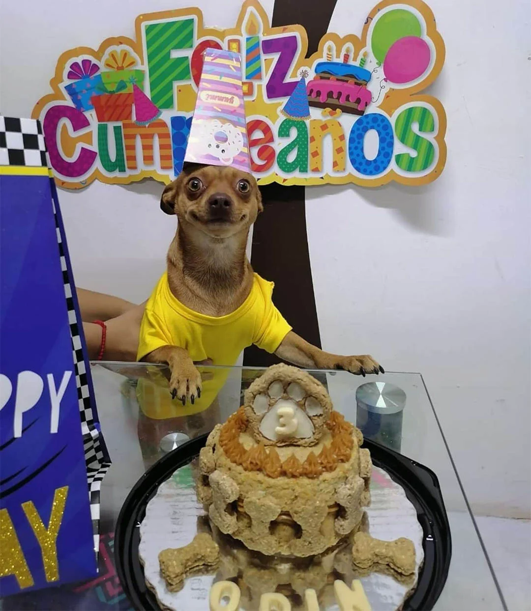 Perrito está feliz sonrisa