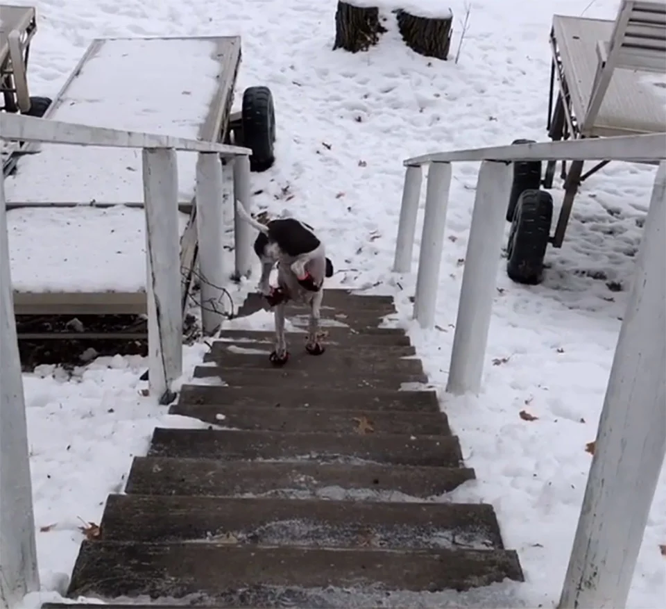 Perrita le gusta bajar gradas