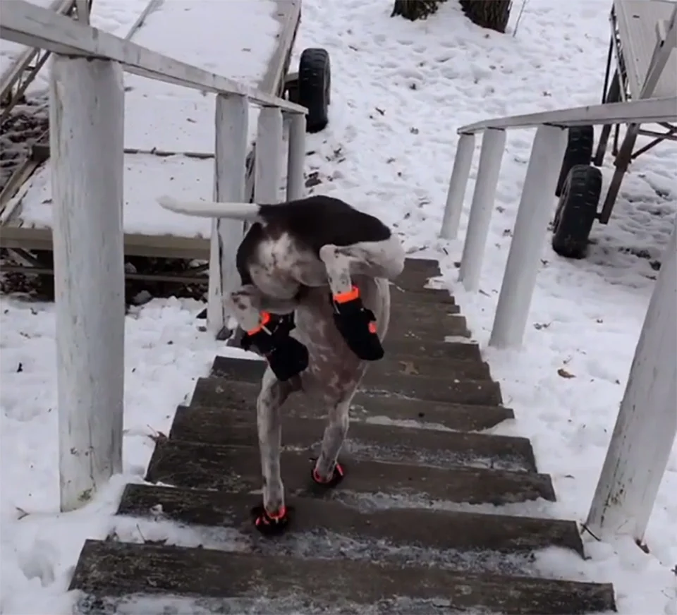 Perrita le gusta bajar