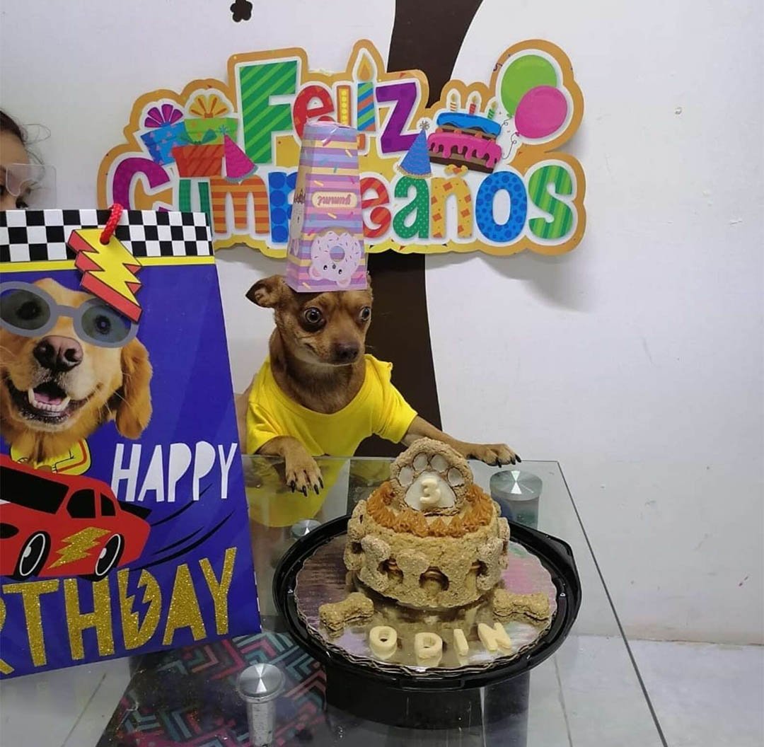 Perrito está feliz cumpleaños