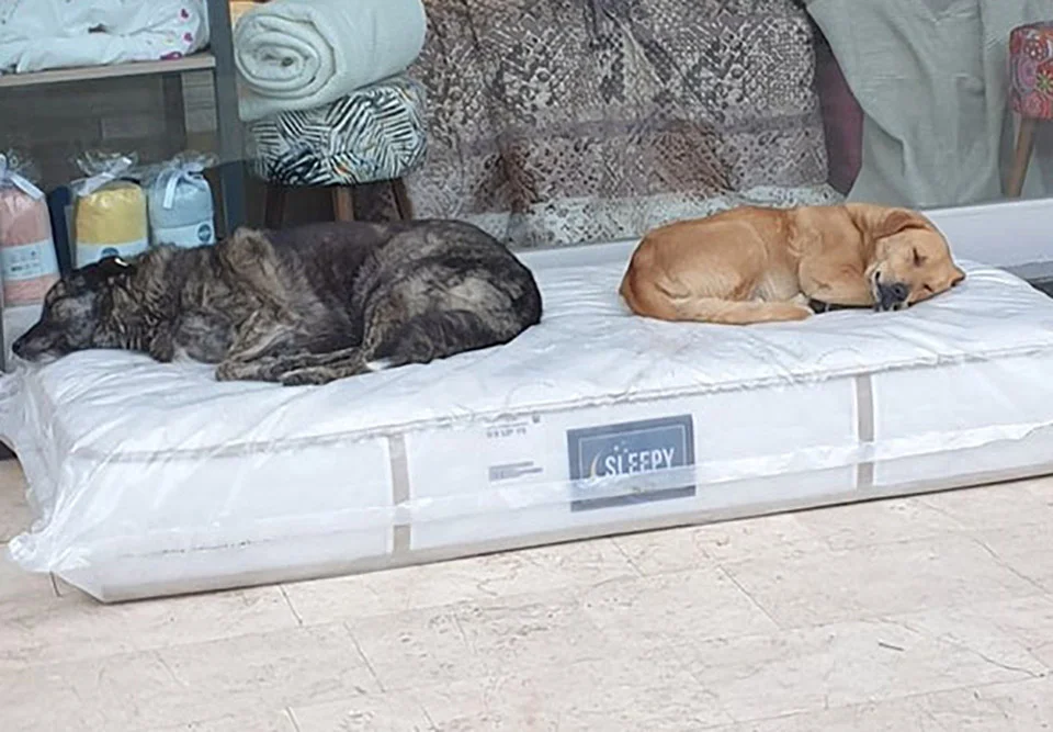 Perritos durmiendo