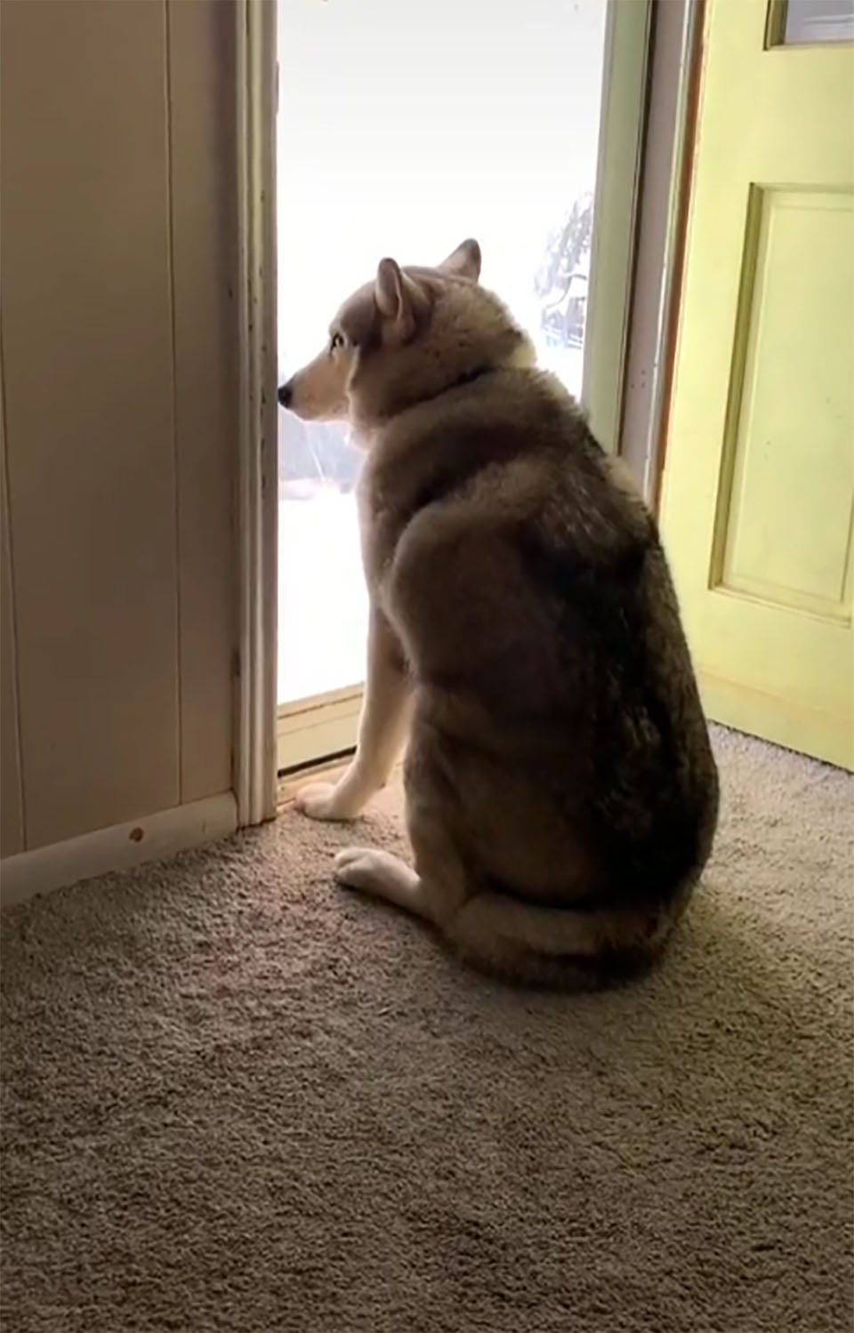 Perro mirando por el cristal