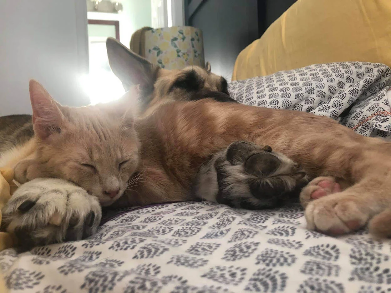 Perro ve a gato en adopción