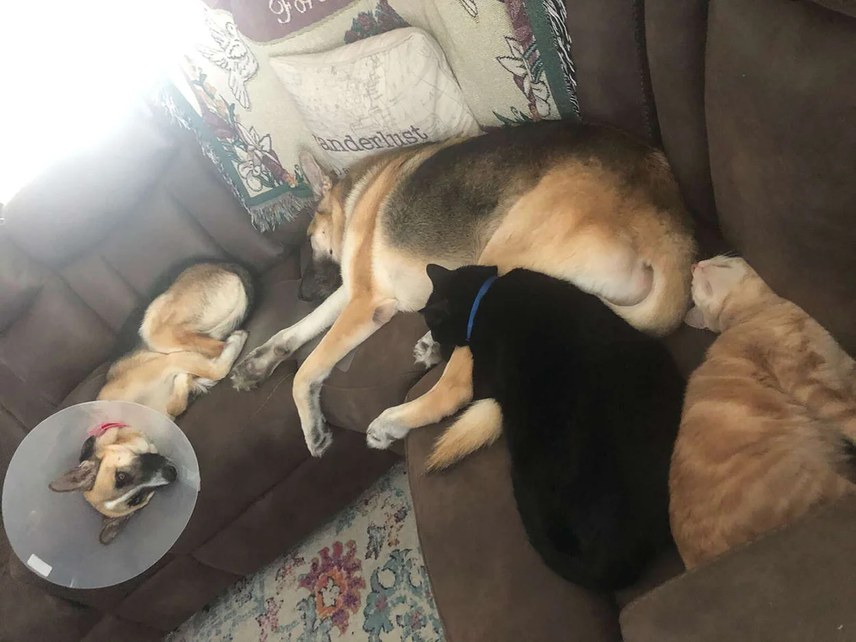 Perro ve a un gato en adopción