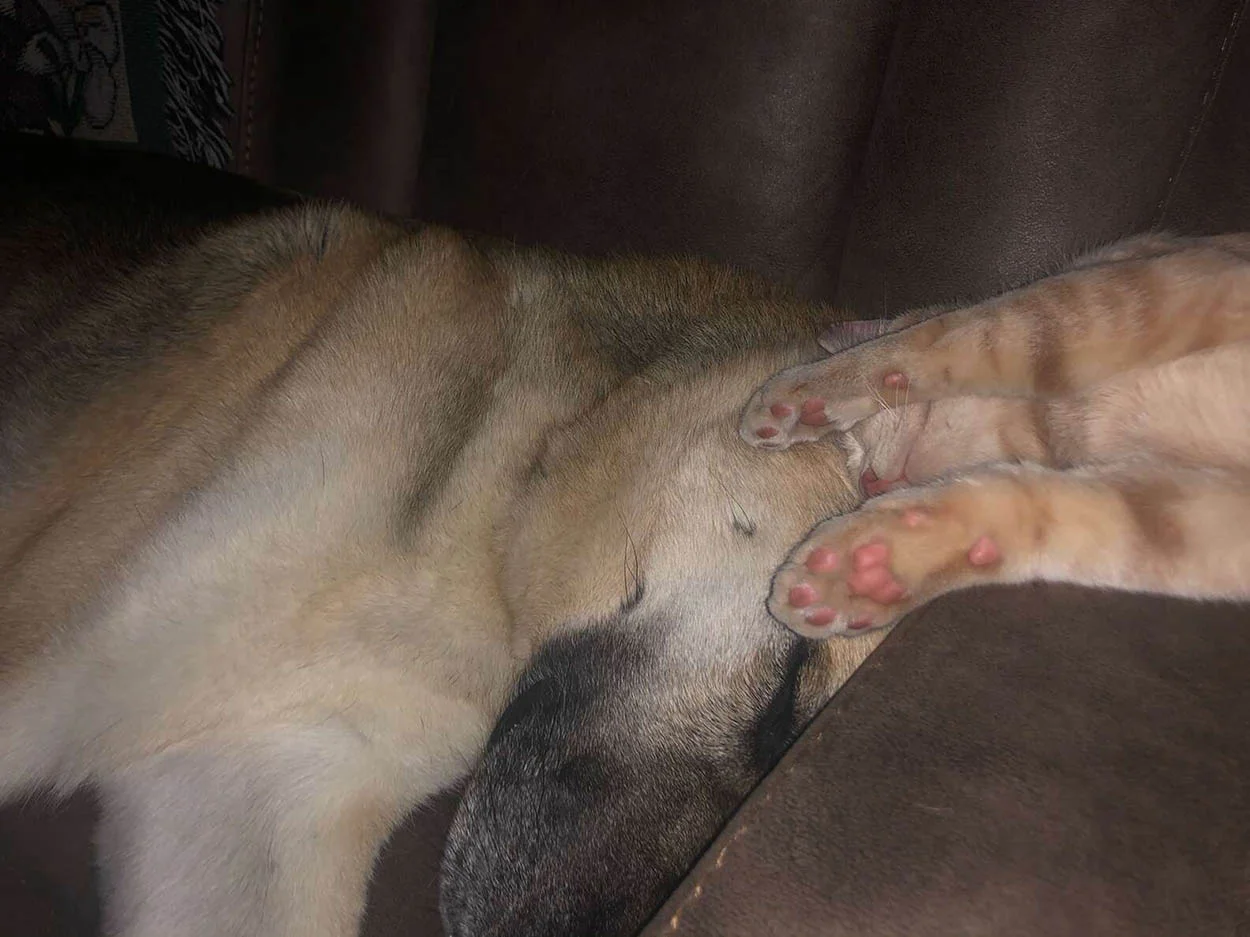 Perro y gato mejores amigos