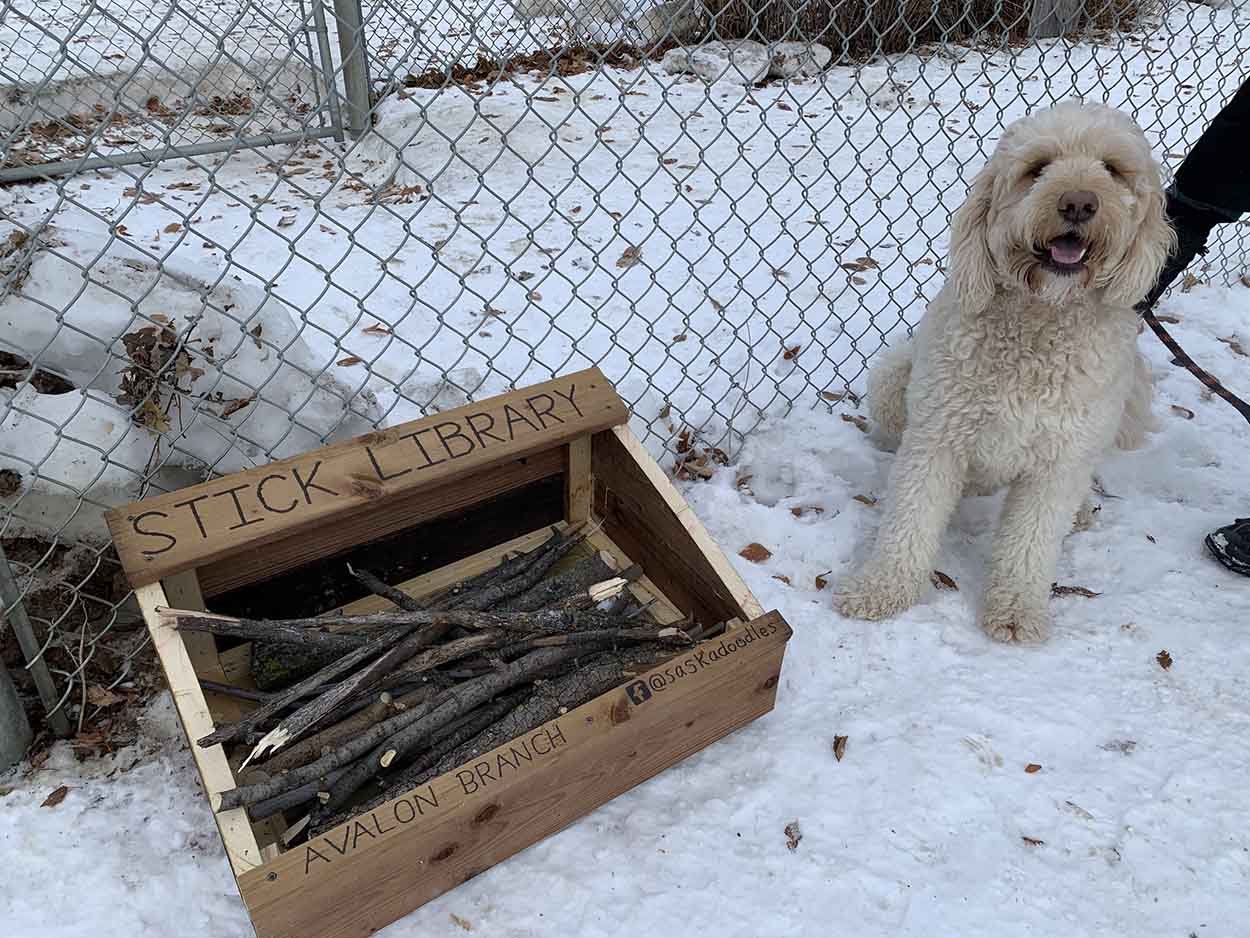 Proyecto para perros del parque