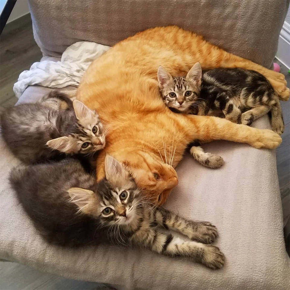 Romeo cuida gatitos
