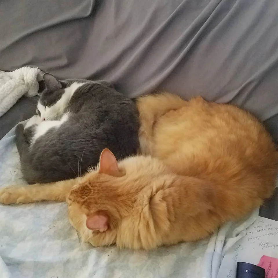 Gato eligió casa romeo