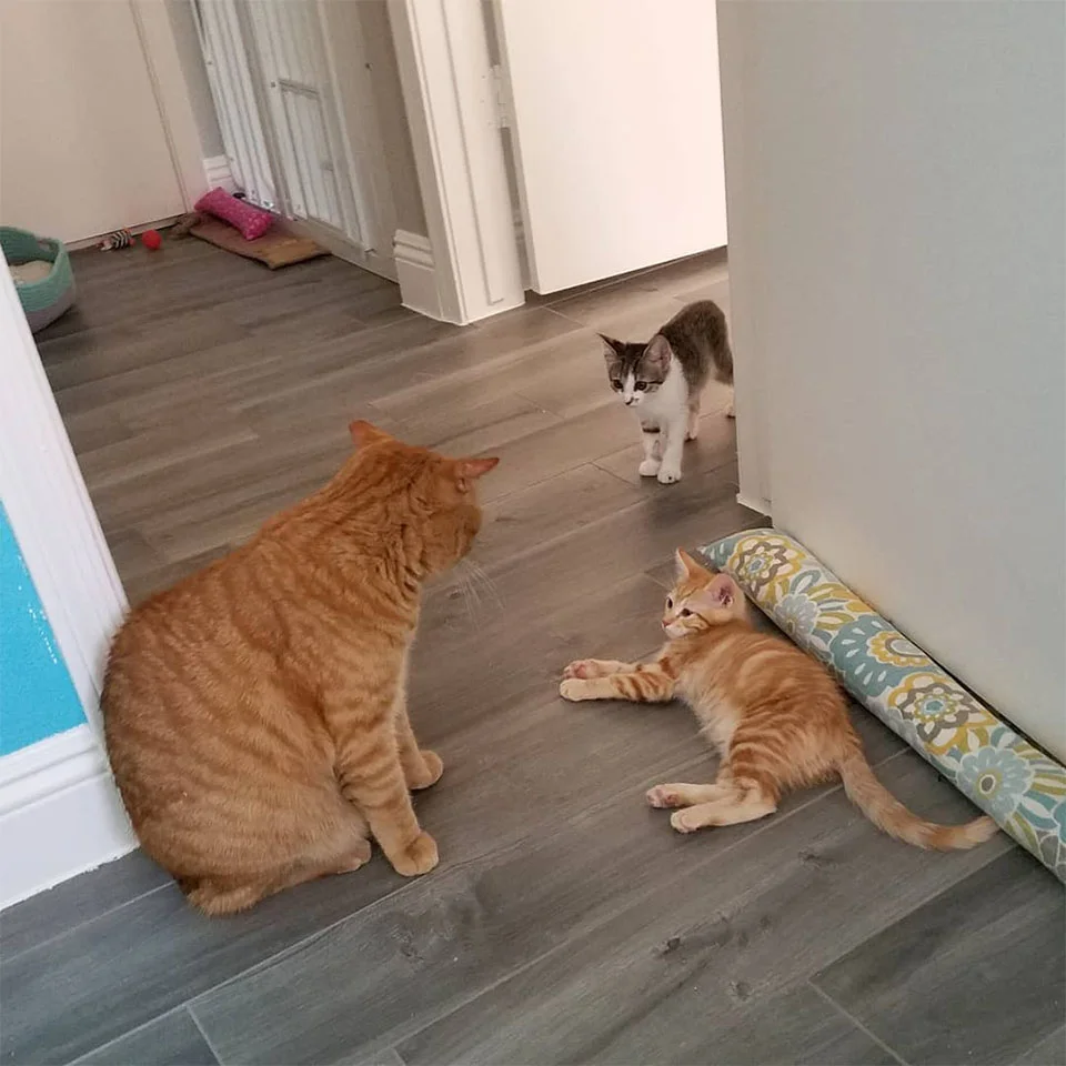 Gato eligió casa