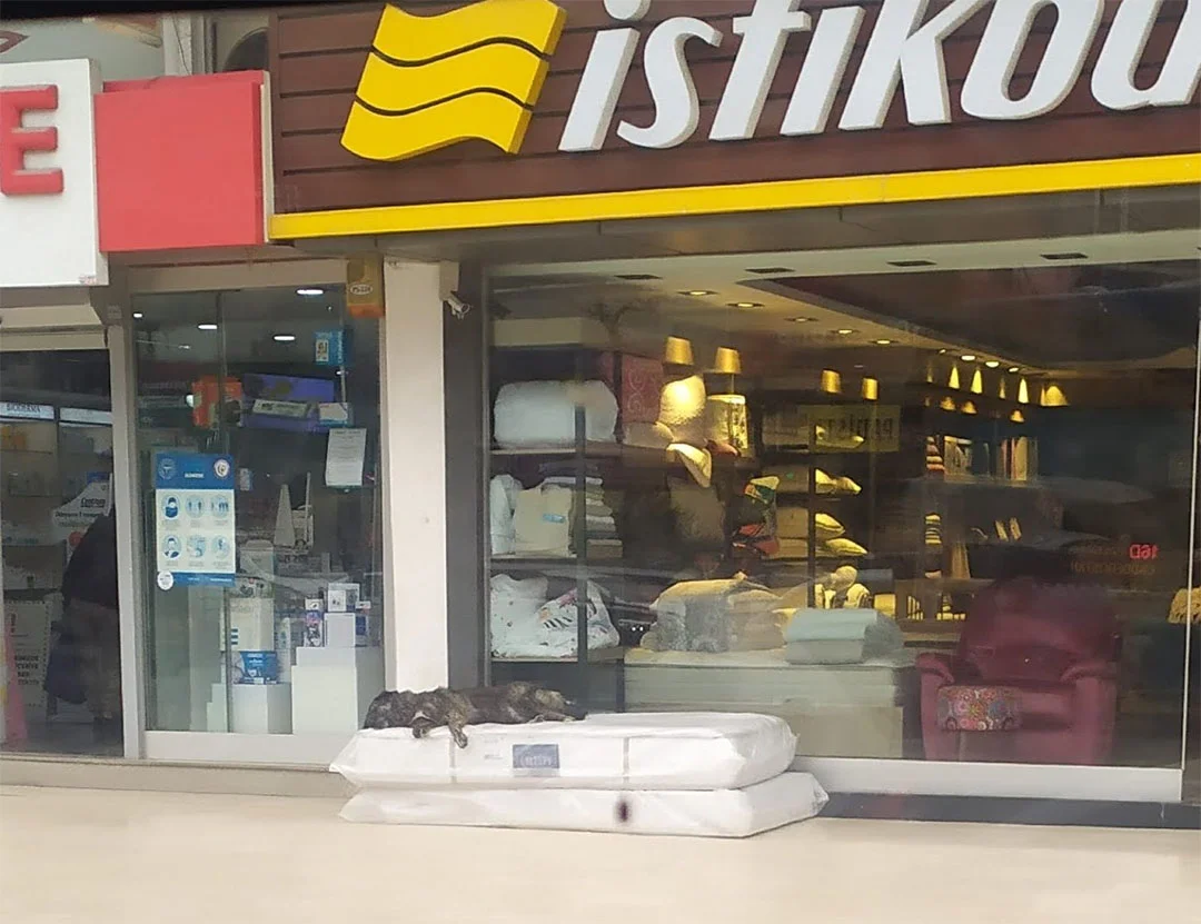 Tienda ayuda a perritos