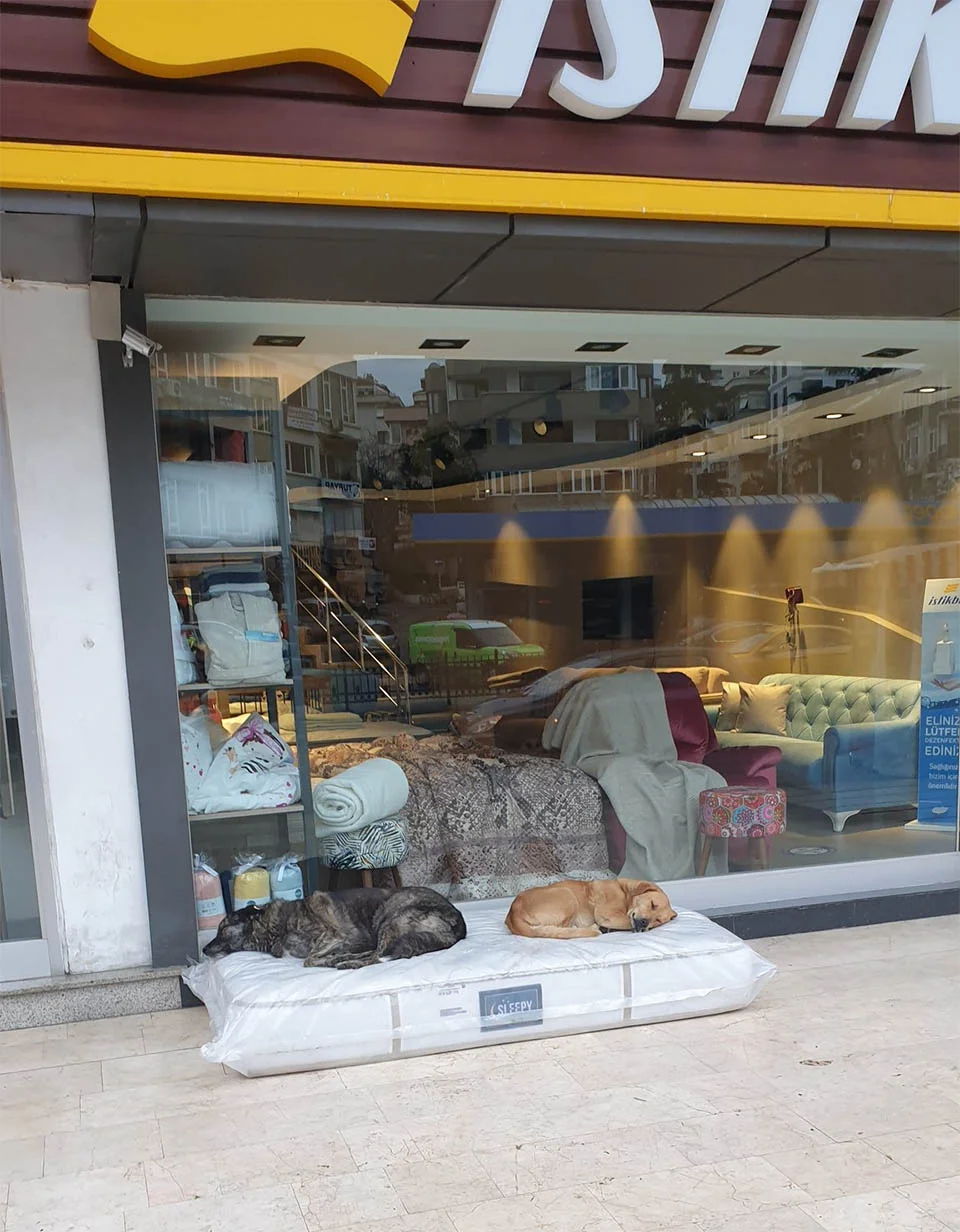 Tienda de muebles ayudando perros