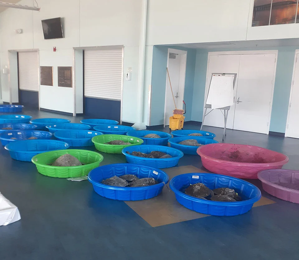 Tortugas marinas salvadas