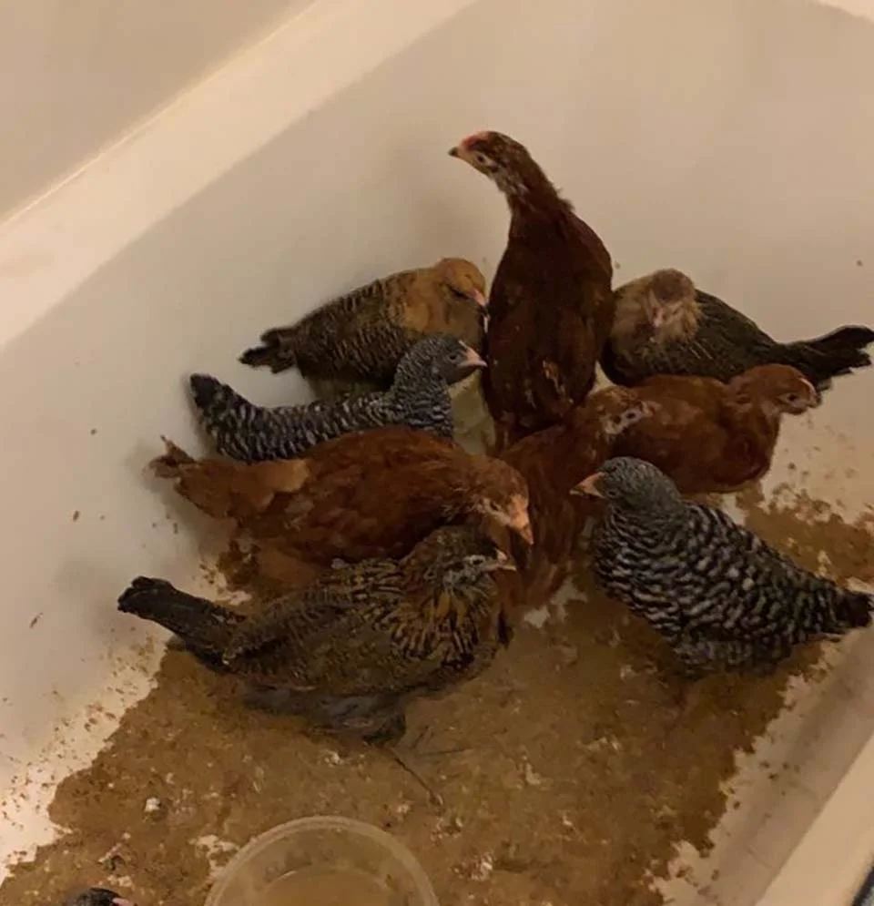 animales en casa por la ola de frío