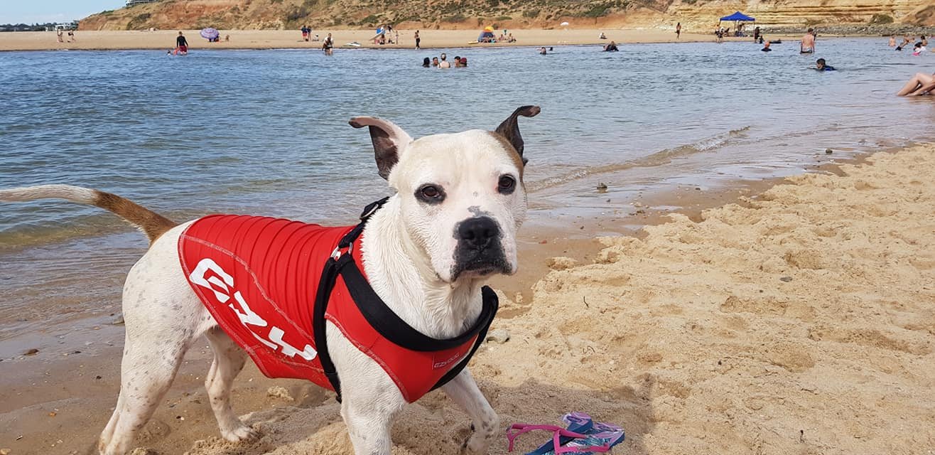 Adorable perrito en la playa