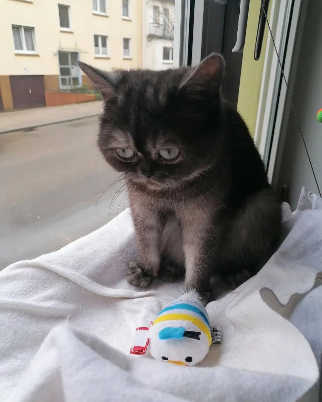 Adorable gatita de cara gruñona