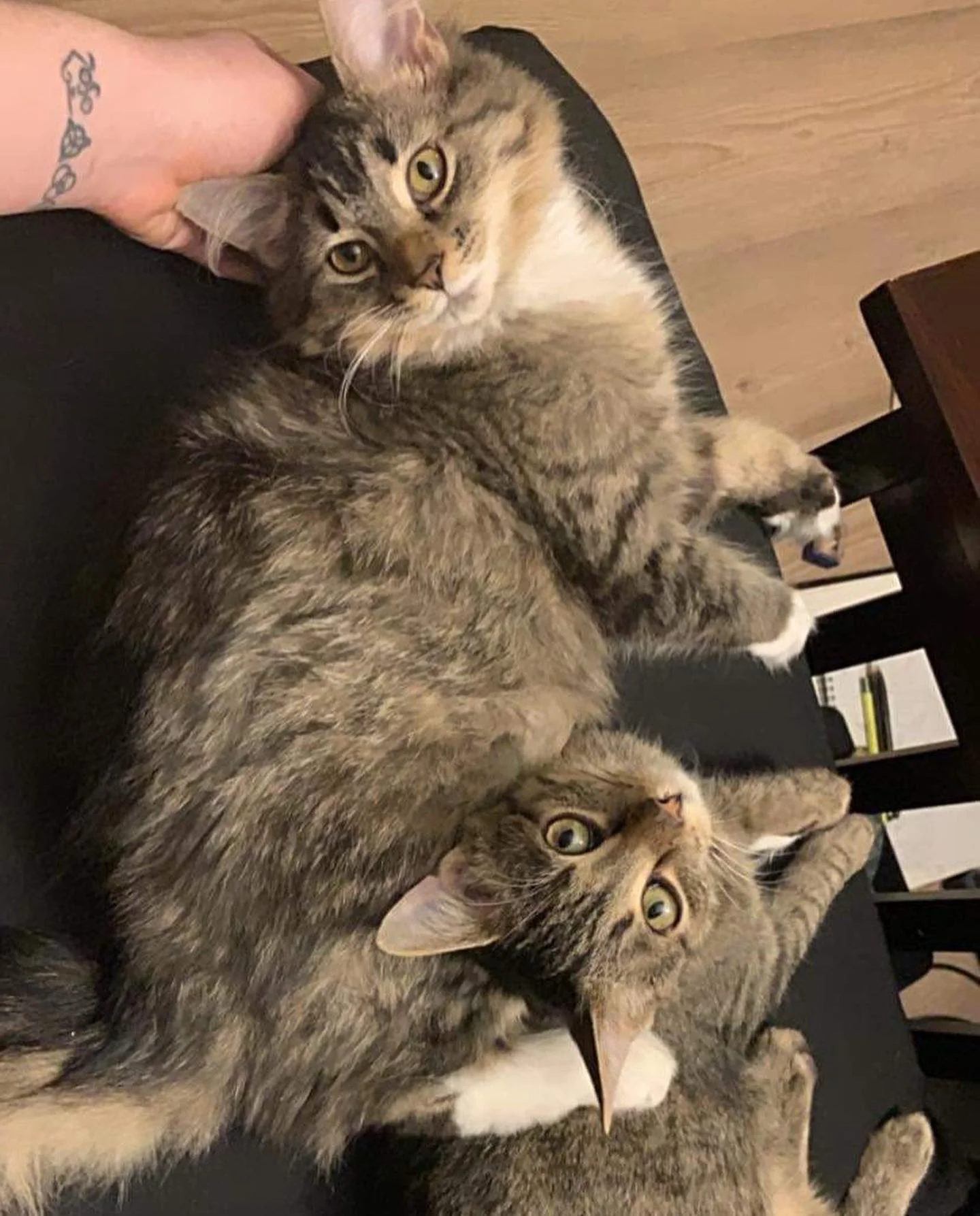 Adorables gatitos atigrados