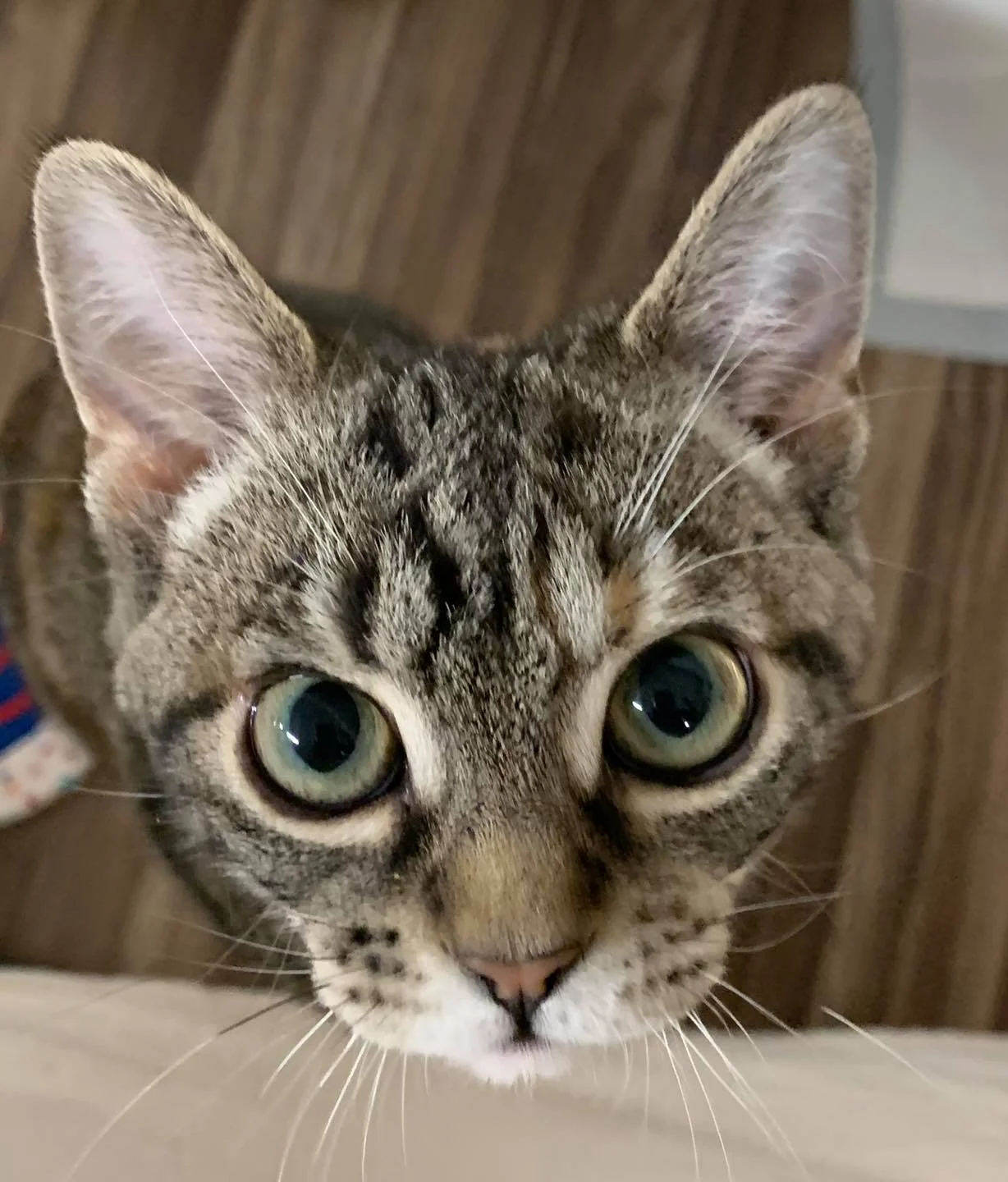 Adorable felina
