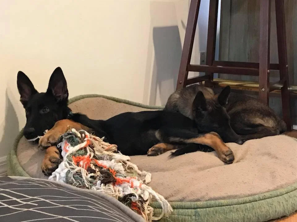 Blue con Koda