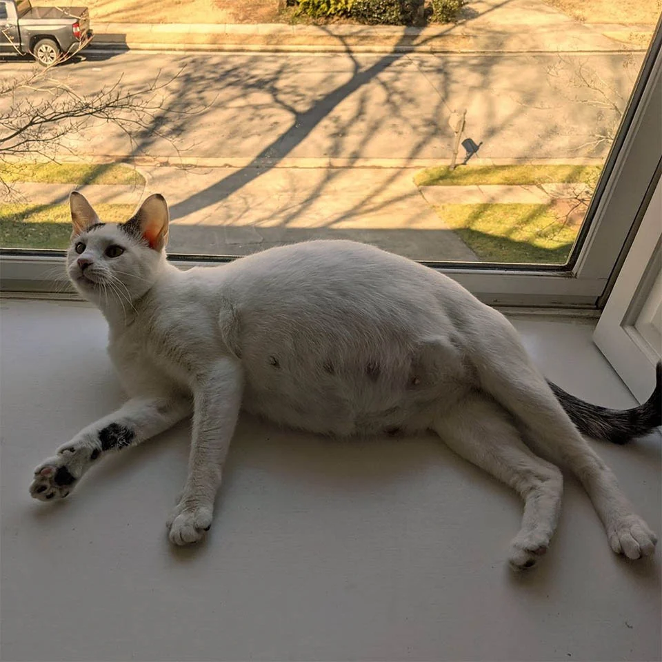 Canasta en la ventana
