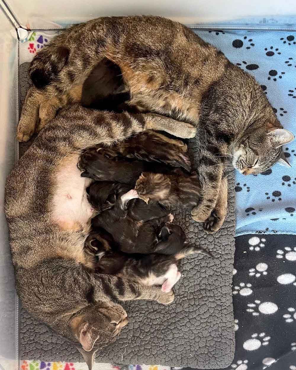 Dos gatas y sus bebés